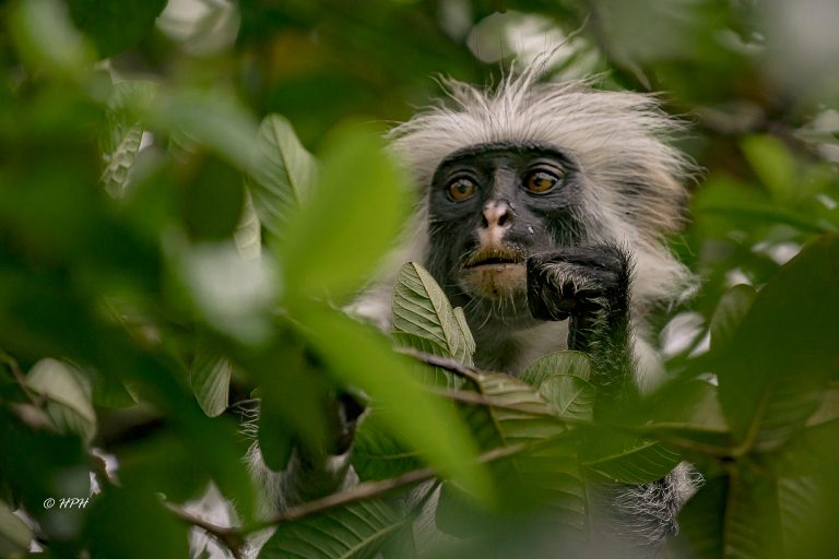 jozani forest monkey