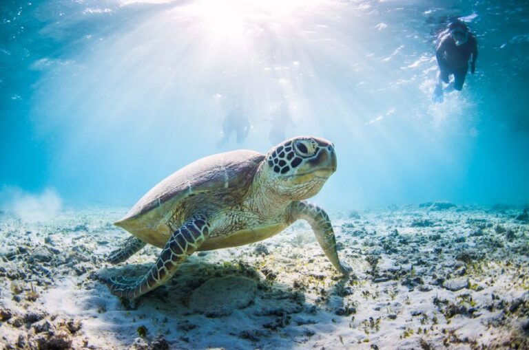 Mnemba turtle