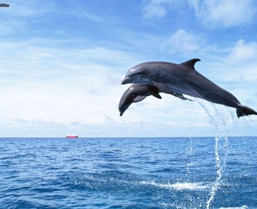 dolphin