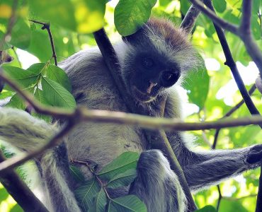 jozani forest monkey