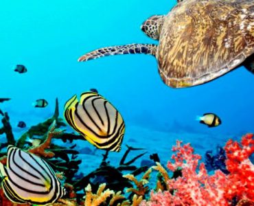 diving