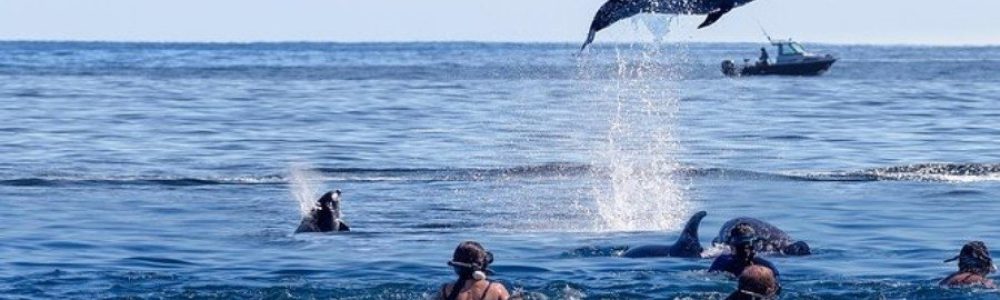 Dolphin Tour