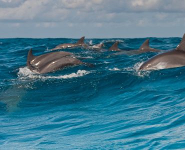 dolphin