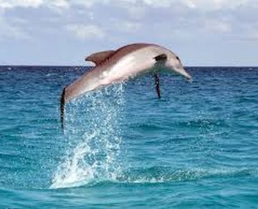 dolphin