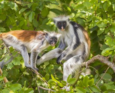 jozani forest monkey