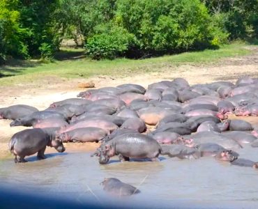 selous national park