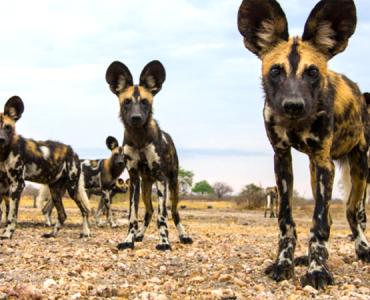 selous national park